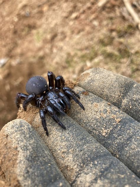 Adult size ranges from about 0. . Trapdoor spider size